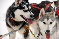 Huskies Erleben